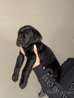 Photo №4. I will sell cane corso in the city of Požarevac. breeder - price - 516$