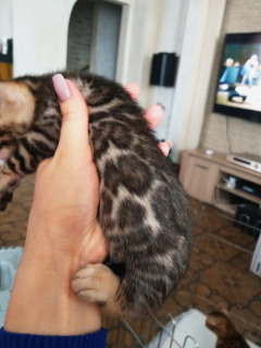 Photo №1. bengal cat - for sale in the city of Minsk | 1000$ | Announcement № 875