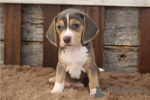 Photo №3. Beautiful Beagle Puppies. Germany