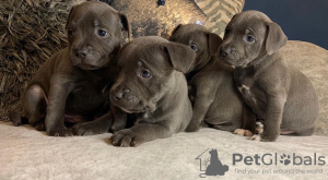 Photo №1. english staffordshire-terrier - for sale in the city of Berlin | Is free | Announcement № 23734