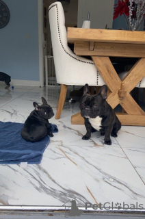 Photo №3. french bulldog puppies. Germany