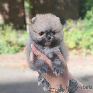 Photo №1. pomeranian - for sale in the city of Delft | 423$ | Announcement № 79622