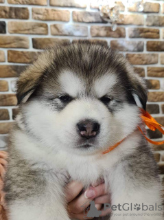 Photo №2 to announcement № 33351 for the sale of alaskan malamute - buy in Belarus from nursery, breeder