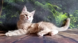 Photo №4. I will sell maine coon in the city of St. Petersburg. from nursery - price - negotiated