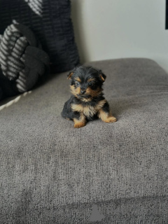 Photo №1. yorkshire terrier - for sale in the city of Chania | 258$ | Announcement № 175582