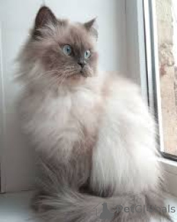 Photo №2 to announcement № 163815 for the sale of himalayan cat - buy in Austria private announcement, breeder