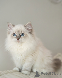 Photo №2 to announcement № 164177 for the sale of ragdoll - buy in Finland from the shelter