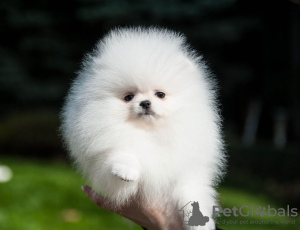 Photo №3. pomeranian. Germany