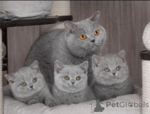 Photo №1. british shorthair - for sale in the city of Limassol | 400$ | Announcement № 170526