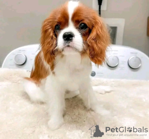 Photo №1. cavalier king charles spaniel - for sale in the city of Helsinki | 423$ | Announcement № 113000