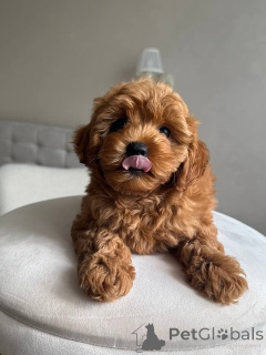 Photo №3. Adorable Toy Poodle Puppies.. Finland