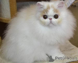 Photo №1. persian cat - for sale in the city of Bucharest | 1585$ | Announcement № 101840