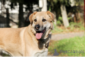 Photo №1. non-pedigree dogs - for sale in the city of Moscow river | Is free | Announcement № 138782