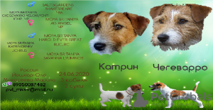 Photo №1. jack russell terrier - for sale in the city of Yoshkar-Ola | 403$ | Announcement № 7470