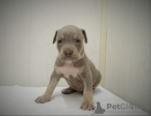 Photo №4. I will sell american pit bull terrier in the city of St. Petersburg. private announcement - price - 810$