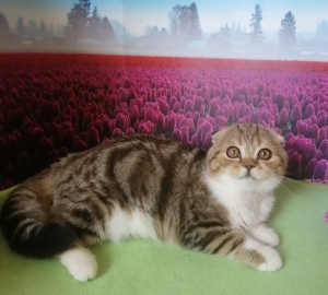 Photo №1. scottish fold - for sale in the city of Pyatigorsk | negotiated | Announcement № 7009