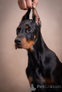 Photo №4. I will sell dobermann in the city of Obrenovac. breeder - price - negotiated