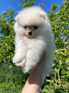 Photo №4. I will sell pomeranian in the city of Minsk. private announcement - price - 264$