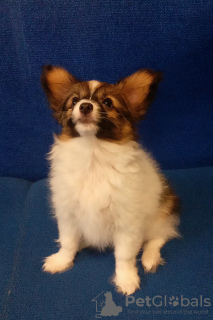 Photo №2 to announcement № 40851 for the sale of papillon dog - buy in Ukraine breeder