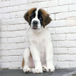 Photo №4. I will sell st. bernard in the city of Крупки. private announcement - price - 254$