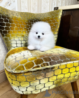 Photo №2 to announcement № 166631 for the sale of pomeranian - buy in Germany private announcement