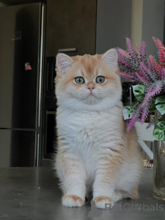 Photo №3. Chinchilla Kittens The Most Glamorous Cats You Can Bring Home. Germany