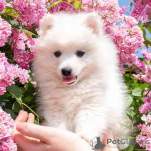 Photo №2 to announcement № 9764 for the sale of japanese spitz - buy in Kazakhstan private announcement, breeder