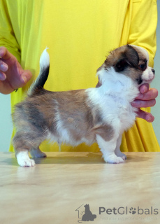 Photo №2 to announcement № 161438 for the sale of chihuahua - buy in Australia 