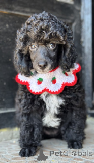 Photo №3. Girl Black Poodle -------. Serbia