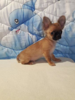 Photo №2 to announcement № 1083 for the sale of chihuahua - buy in Russian Federation private announcement