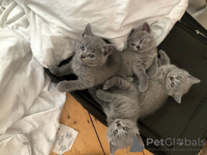 Photo №2 to announcement № 122113 for the sale of british shorthair - buy in United States private announcement