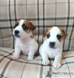 Photo №1. jack russell terrier - for sale in the city of Omsk | 308$ | Announcement № 19354