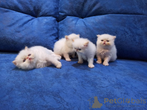 Photo №4. I will sell persian cat in the city of Dnipro. private announcement - price - 92$