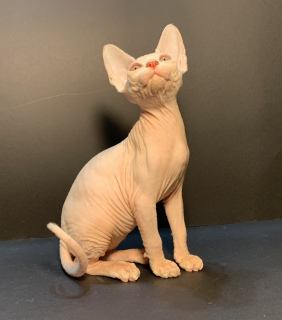 Photo №4. I will sell sphynx-katze in the city of Zaporizhia. from nursery - price - 300$