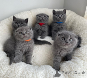 Photo №2 to announcement № 173031 for the sale of scottish fold - buy in Italy 