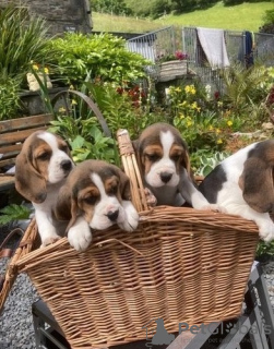 Photo №3. Pedigree Beagle puppies. Lithuania