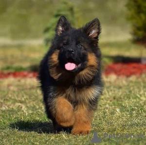 Photo №2 to announcement № 123940 for the sale of german shepherd - buy in Germany private announcement, from nursery, from the shelter