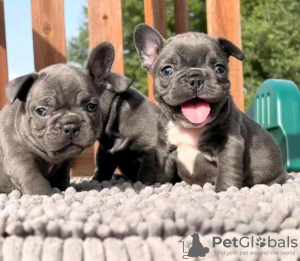 Photo №1. french bulldog - for sale in the city of Киль | 150$ | Announcement № 129779