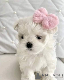 Photo №1. maltese dog - for sale in the city of Филадельфия | negotiated | Announcement № 119945