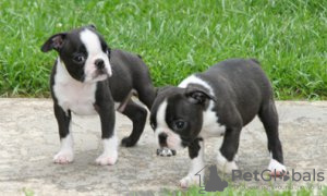 Photo №4. I will sell boston terrier in the city of London. private announcement - price - 0$