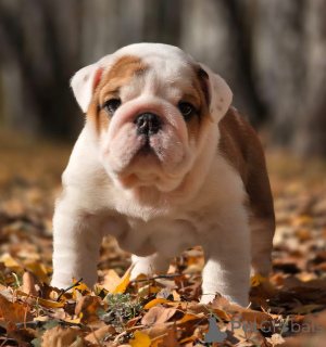 Additional photos: English bulldog puppy