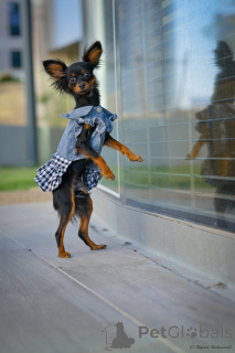 Photo №4. I will sell russkiy toy in the city of Haifa. from nursery - price - 1800$