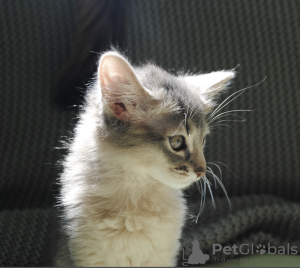 Photo №4. I will sell somali cat in the city of Трнава. from nursery - price - 1057$