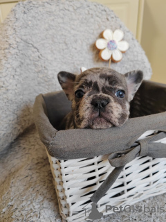 Photo №4. I will sell french bulldog in the city of Kikinda.  - price - negotiated