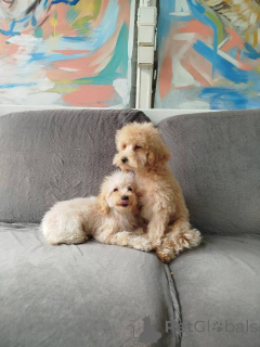 Photo №4. I will sell poodle (dwarf) in the city of Kragujevac.  - price - 413$