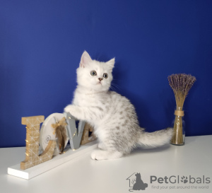 Photo №3. Sale of purebred kittens from the cattery. Russian Federation