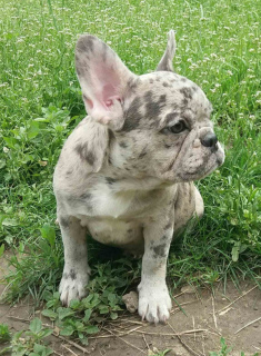 Photo №2 to announcement № 6994 for the sale of french bulldog - buy in United States 