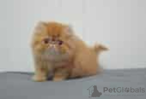 Photo №1. persian cat - for sale in the city of Ekenäs | Is free | Announcement № 130721