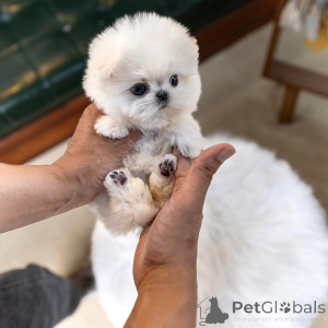Photo №4. I will sell maltese dog in the city of Brussels. breeder - price - 258$