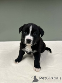 Photo №4. I will sell border collie in the city of Warsaw.  - price - negotiated